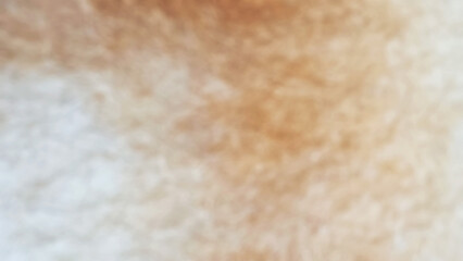 Blurred white brown pomeranian dog hair illustration cute pet live on folk dog house pet happy cute ground pom nature animal beauty dog ​​hair beautiful funny smile young face camera orange face wallp