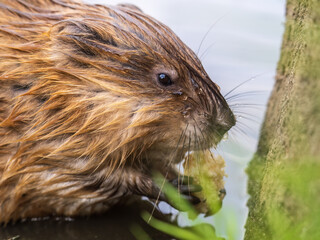 Wild animal Muskrat, Ondatra zibethicuseats, eats on the river bank