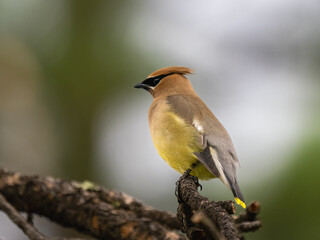 Ceder Waxwing on a perch