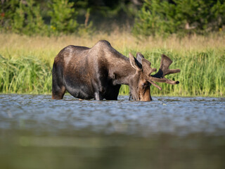 Bull moose feeding in a mountain lake