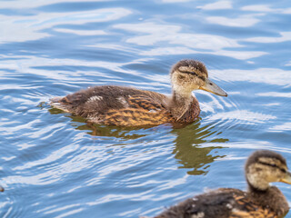 Cute little duckling swimming alone in a lake or river with calm water