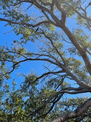 branches against sky