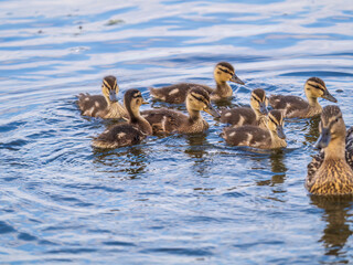 Cute little duckling swimming alone in a lake or river with calm water