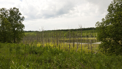Fototapeta na wymiar Dead trees near a small lake. Flooded forest
