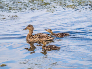 A family of ducks, a duck and its little ducklings are swimming in the water. The duck takes care of its newborn ducklings. Mallard, lat. Anas platyrhynchos