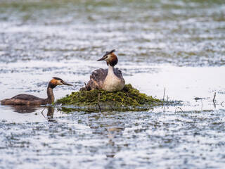 A pair of water birds, Great Crested Grebe, feeding chick at nest.