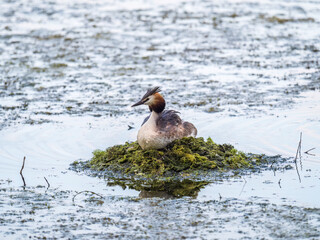 Great Crested Grebe, Podiceps cristatus, water bird sitting on the nest, nesting time on the green lake