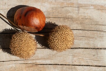 Autumn still life: fruits of chestnut and sycamore on a wooden board in sunlight, close-up top view