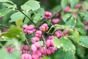 Pink attractive berries Bunge euonymus (lat.Euonymus bungeana) on a bush in autumn