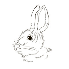 Black and white, linear image of a rabbit. Vector image, isolated. Coloring book for kids.