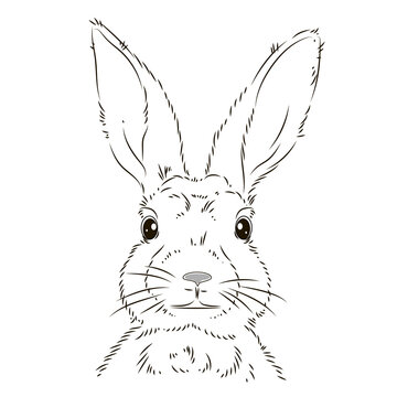Black and white, linear image of a rabbit. Vector image, isolated. Coloring book for kids.