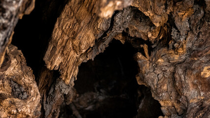 tree stump wood grain