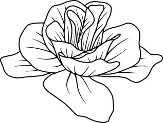 Hand Drawn Flower Sketch Line Art
