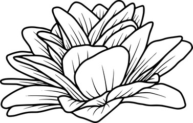 Flower Hand Drawn Sketch Line Art Illustration