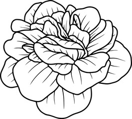 Hand Drawn Rose Flower Sketch Line Art