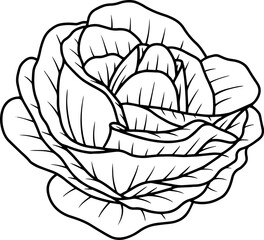 Fototapeta premium Flower Line Art Illustration
