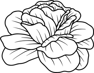 Obraz premium Hand Drawn Rose Flower Sketch Line Art