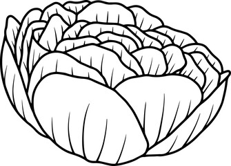 Flower Line Art Illustration
