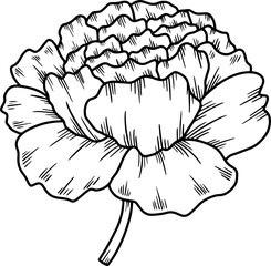 Flower Line Art Illustration