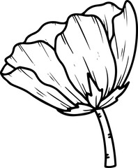 Flower Line Art Illustration
