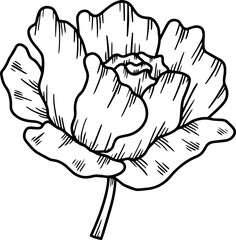 Flower Line Art Illustration