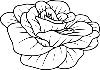 Flower Line Art Illustration