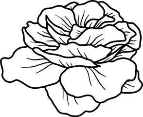 Flower Hand Drawn Sketch Line Art Illustration