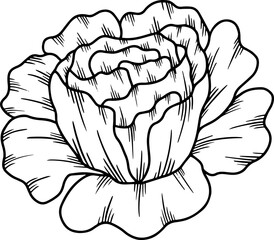 Flower Hand Drawn Sketch Line Art Illustration