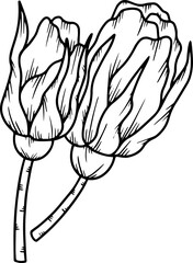 Flower Hand Drawn Sketch Line Art Illustration