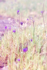 Fototapeta premium field of purple flower meadow