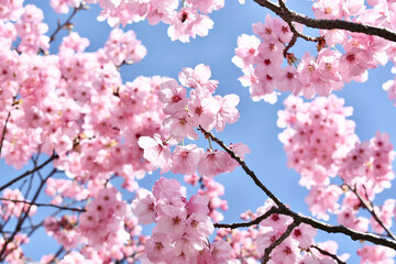 桜と青空