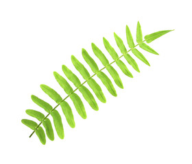 tropical ornamental foliage, fern leaf tree on transparent background png file