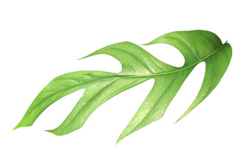 Obraz premium tropical monstera palm leaf tree on transparent background png file