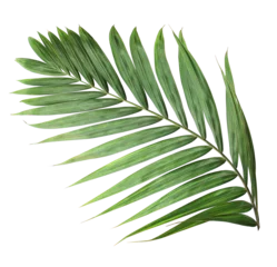 Fotobehang tropical nature green palm leaf on transparent background png file © studio2013