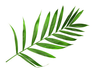 tropical nature green palm leaf isolated on transparent pattern background png file