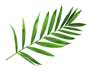 tropical nature green palm leaf isolated on transparent pattern background png file