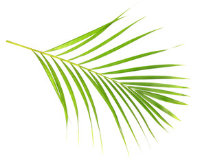 tropical nature green palm leaf isolated on transparent pattern background png file © studio2013