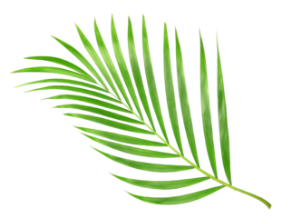 tropical nature green palm leaf isolated on transparent pattern background png file