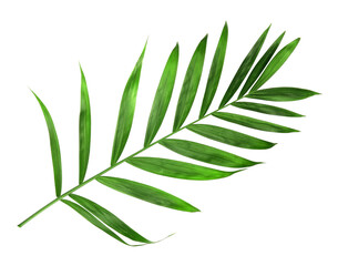 tropical nature green palm leaf isolated on transparent pattern background png file