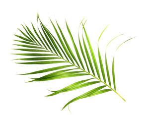 tropical nature green palm leaf isolated on transparent pattern background png file