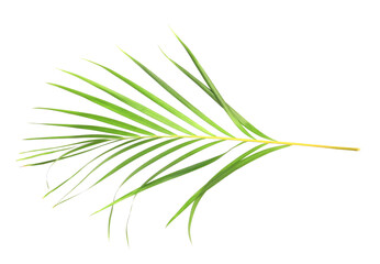 tropical nature green palm leaf isolated on transparent pattern background png file