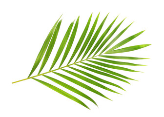 Obraz premium tropical nature green palm leaf isolated on transparent pattern background png file