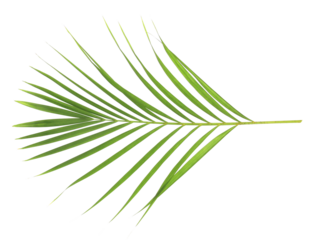 tropical nature green palm leaf isolated on transparent pattern background png file