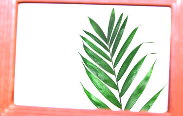 tropical nature green palm leaf in picture frame on transparent background png file