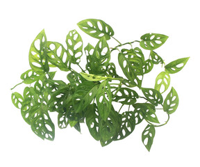 Tropical bush monstera adansonii isolated above on transparent background png file