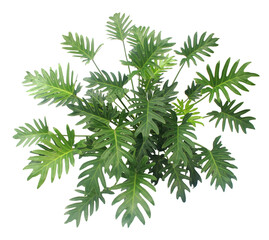 bush Philodendron Xanadu plant isolated above on transparent background png file