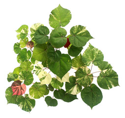 top view bodhi leaves isolated above transparent background png file