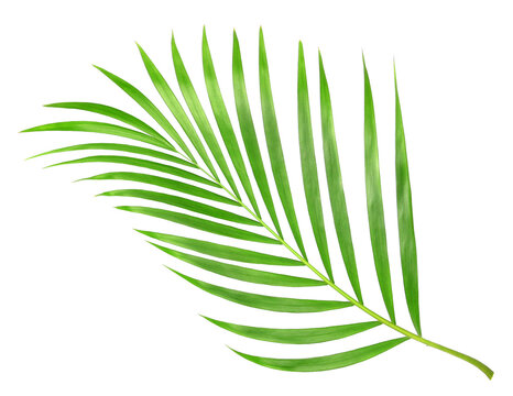 Fototapeta tropical nature green palm leaf isolated on transparent pattern background png file