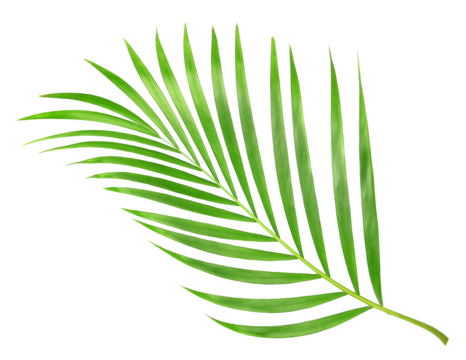 tropical nature green palm leaf isolated on transparent pattern background png file