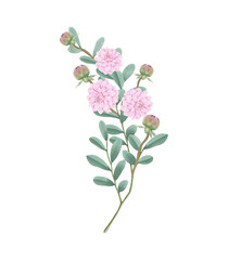 Naklejka na ściany i meble Pink flowers watercolor dahlia illustration. pink dahlia isolated on white background.
